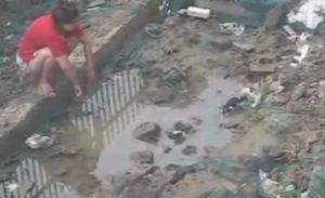 大貓企圖叼走小貓