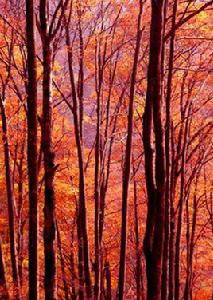 光霧山紅葉 光霧山紅葉