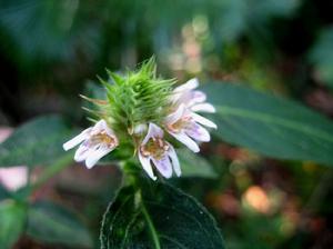鱗花草亞族 鱗花草亞族
