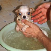 長毛吉娃娃洗澡