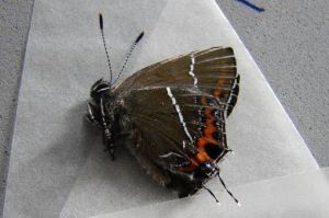 大灑灰蝶 大灑灰蝶