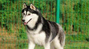 西伯利亞雪橇犬