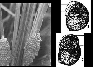 大瓶螺 1. 雌螺; 2. 雄螺; 3. 產於寄主植物上的卵塊