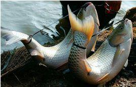 弓魚技藝 弓魚技藝