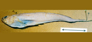 線紋錐齒潛魚 線紋錐齒潛魚