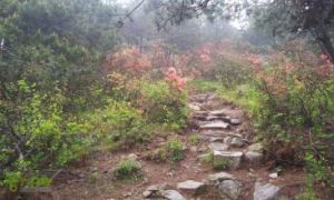 桃源坪村 桃源坪村