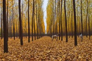 秦嶺小葉楊 秦嶺小葉楊