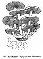 合生杯傘 合生杯傘