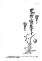 勁直白酒草羽裂變種墨線圖