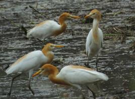 牛背鷺[中藥材]