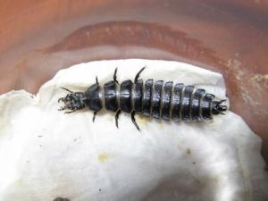 褐尾喙蟲脩 褐尾喙蟲脩