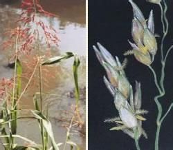 球果高粱(變種) 球果高粱(變種)