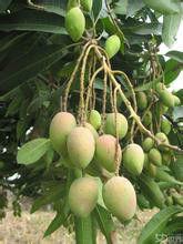 印度一號芒果 印度一號芒果