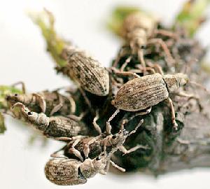 食芽象甲 食芽象甲