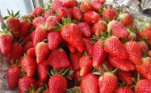 格林生態草莓園 格林生態草莓園