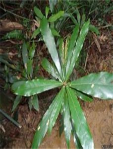 木姜子葉 木姜子葉