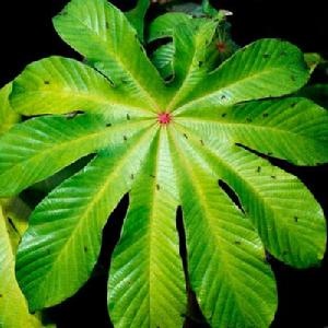 阿茲特克蟻會保護它們賴以生存的蟻棲樹