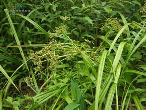 太行山藨草 太行山藨草