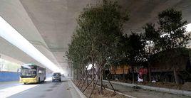 橋下種樹事件 橋下種樹事件