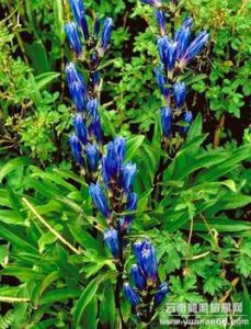 龍膽[古代帝王使用的驚堂木]