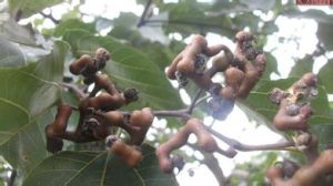 枳具子果柄膨大，肉質肥厚