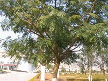 楹樹[薔薇目豆科植物]