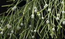 青柳[仙人掌科絲葦屬，是一種附生類仙人掌]