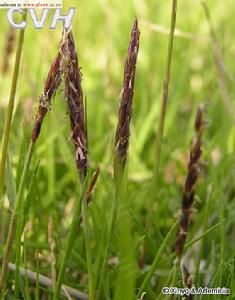 蒺藜草屬 蒺藜草屬