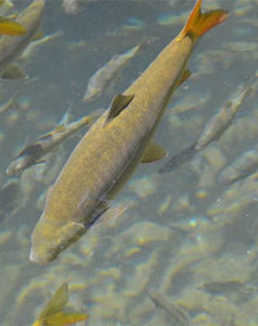 細鱗裂腹魚 細鱗裂腹魚