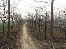 梅劉莊村西蔡河往南