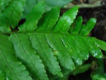 沖繩短腸蕨 沖繩短腸蕨