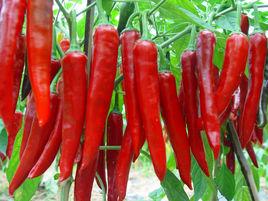 辣椒色素 辣椒色素