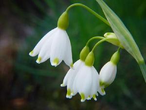 夏雪片蓮 夏雪片蓮
