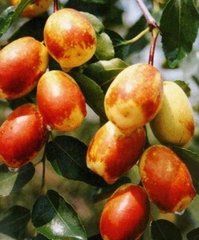 灌陽長棗 灌陽長棗