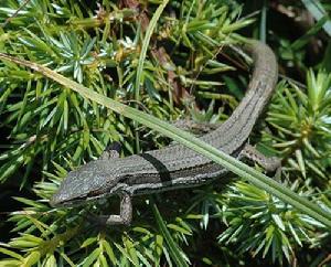 （圖）台灣草蜥