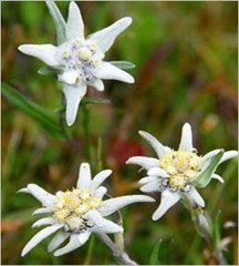 大矛香艾 大矛香艾