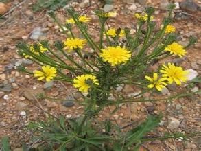 木質毛連菜 木質毛連菜