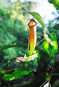 豬籠草屬 豬籠草屬