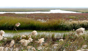 鹽城麋鹿保護區 鹽城麋鹿保護區