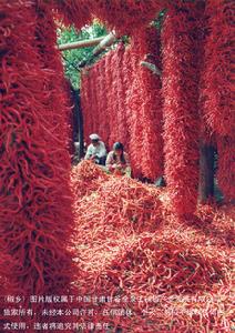 甘谷辣椒 甘谷辣椒