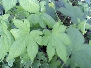 光萼血見愁 光萼血見愁