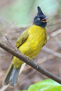 黑冠黃鵯 黑冠黃鵯