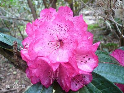 毛柱馬纓花（變種）