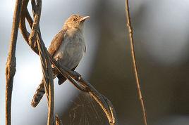 鋸嘴鷦鷯 鋸嘴鷦鷯