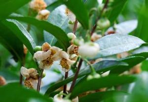 黃毛折柄茶 黃毛折柄茶