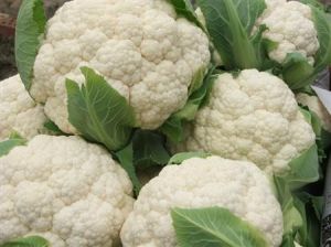 花椰菜施肥技術 花椰菜施肥技術