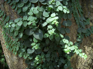 滇杜根藤 滇杜根藤