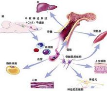 成體幹細胞的可塑性