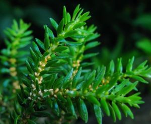 有柄馬尾杉 有柄馬尾杉