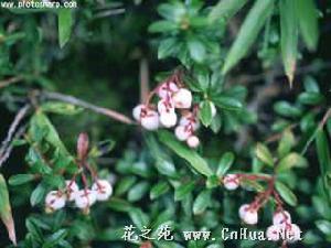 高山白珠樹 高山白珠樹